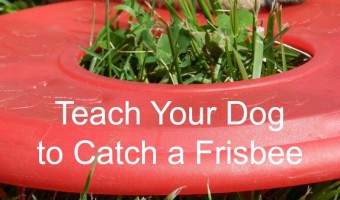 Dog Training Tips: How to Teach Your Dog to Catch a Frisbee