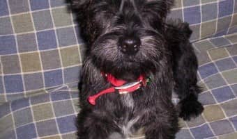 Choosing the Best Dog Collars for Small Dogs