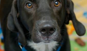 Cooper's Dog Adoption Story: Finding the Perfect Dog for Us