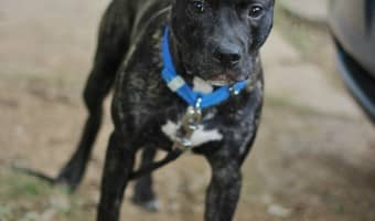 Tips for finding the right dog collars for your new puppy | DogVills.com