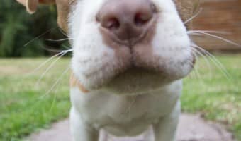 Dog training tips to help you socialize a puppy | DogVills.com