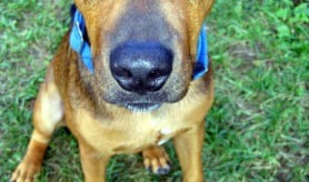 Dog training Basics: Teaching Your Pup to Sit