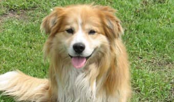 Dog Training Tips: Teaching Your Dog to Stay