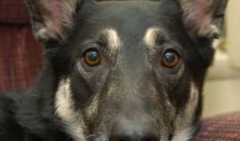 German shepherd dog training tips