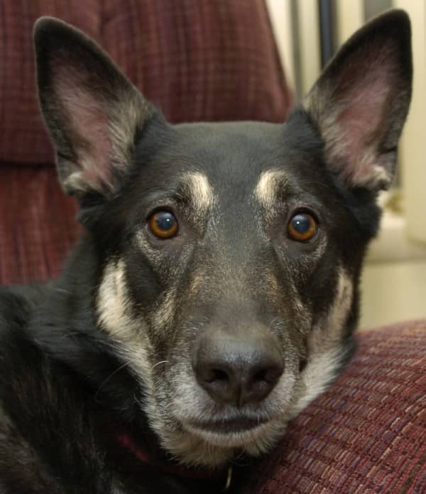 German shepherd dog training tips