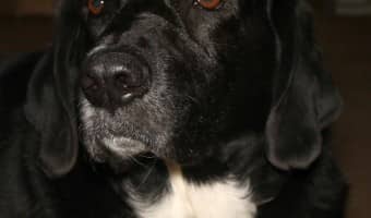 Best Dog Food for Overweight Dogs & How to Feed them to Lose Weight | DogVills.com