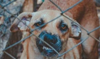 Dog Training Problems: How to handle aggressive dogs |DogVills.com