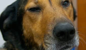 Should You Adopt an Older Dog?