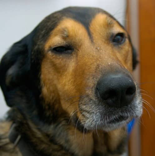 Should You Adopt an Older Dog?