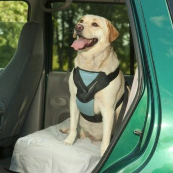 Bergan Auto Harness: Best Dog Harness For Large Dogs