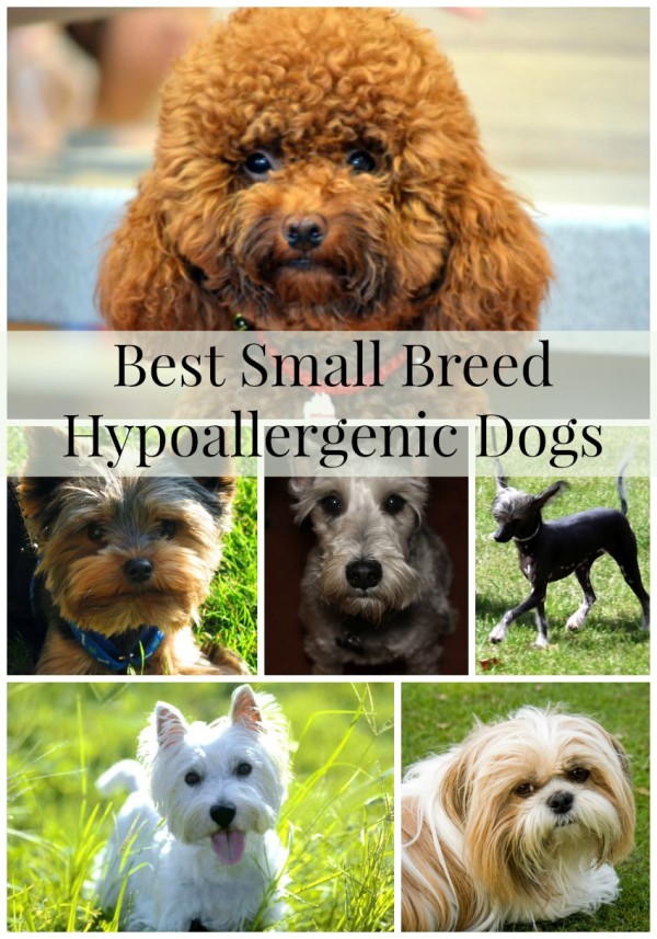 Best small breed hypoallergenic dogs