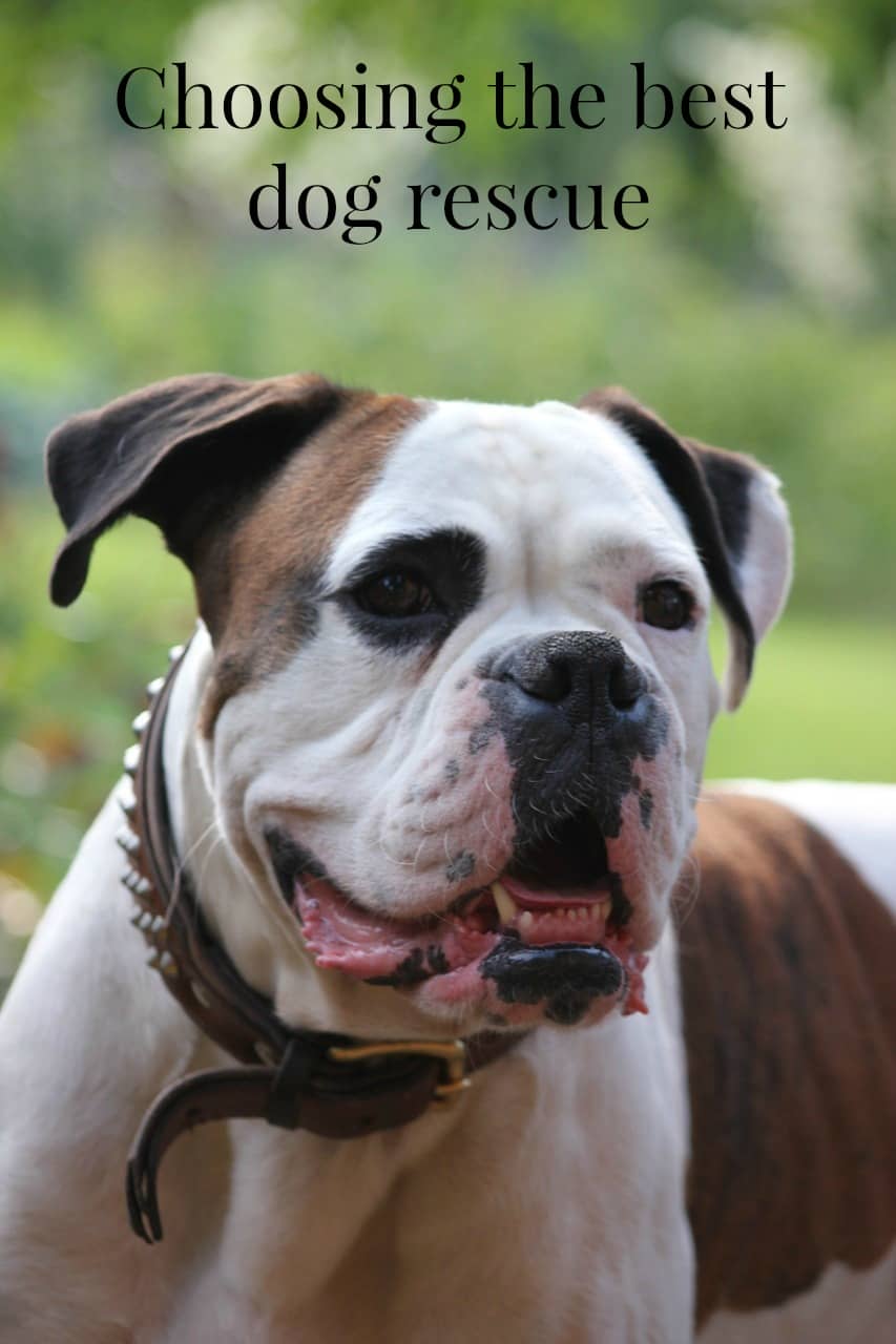 How to Choose the Best Dog Rescue for Rehoming Your Dog