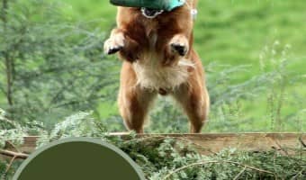 What are the benefits of a dog training camp? | DogVills.com