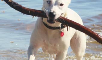 Training Your Dog to Do Tricks