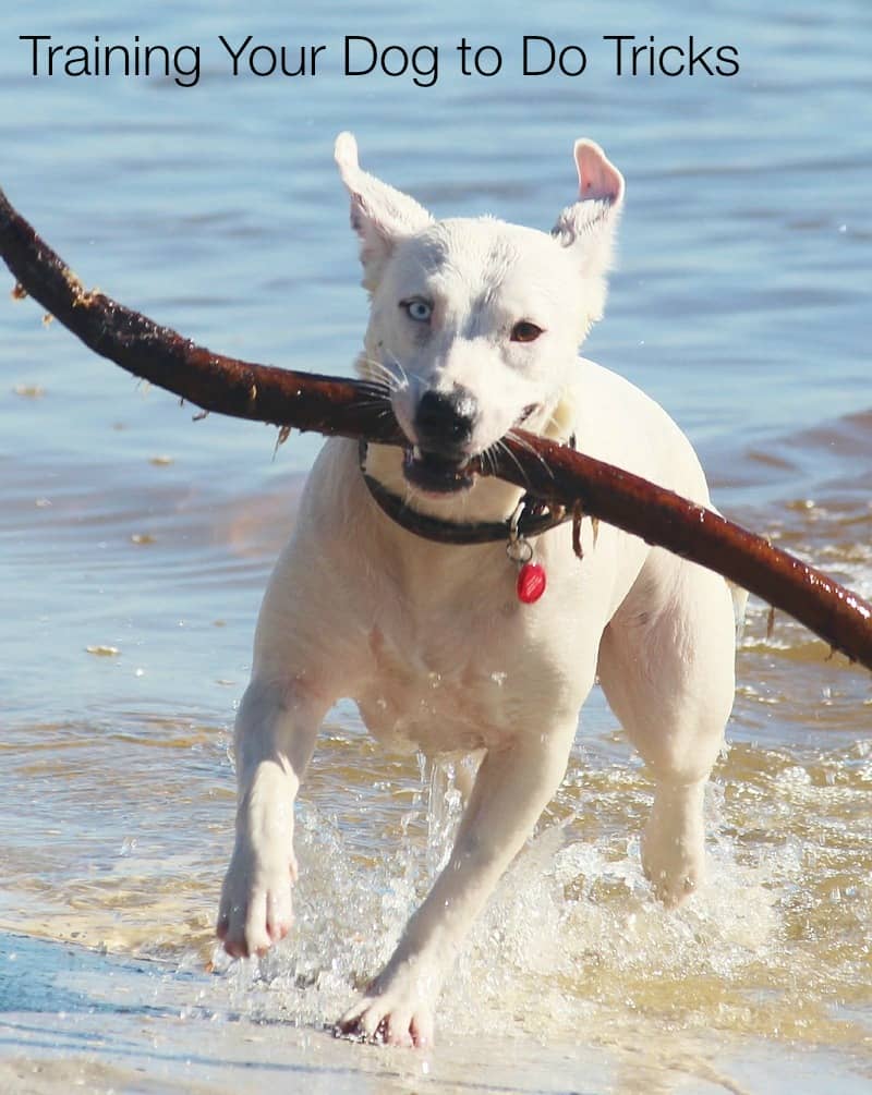 Training Your Dog to Do Tricks DogVills