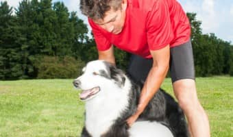 How To Train A Rescue Dog That was abused