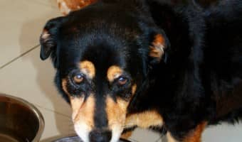 How Natural is Your Natural Dog Food? | DogVills.com