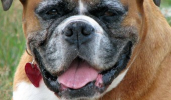 Dog Training for Older Dogs | How to Teach an Old Dog New Tricks | DogVills.com
