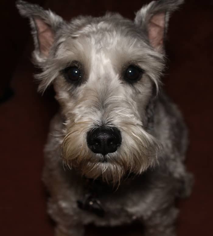 Dog Breeds That Dont Shed Hypoallergenic Dogs Autos Post Dog Breeds That Dont Shed Hypoallergenic Dogs Autos Post