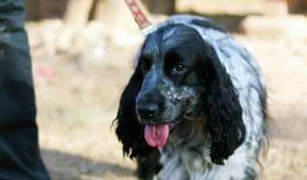 Dog training tips to teach your dog to walk on a leash