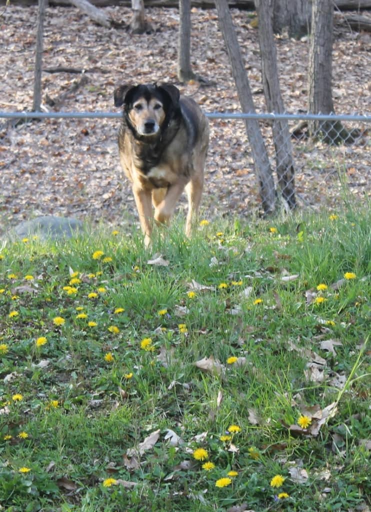 WellyTails Dog Cartilage Hip & Joint Supplement Review #WellyTails
