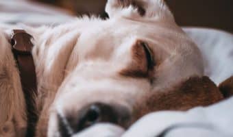 Check out our tips on where to find the best cheap extra large dog beds.