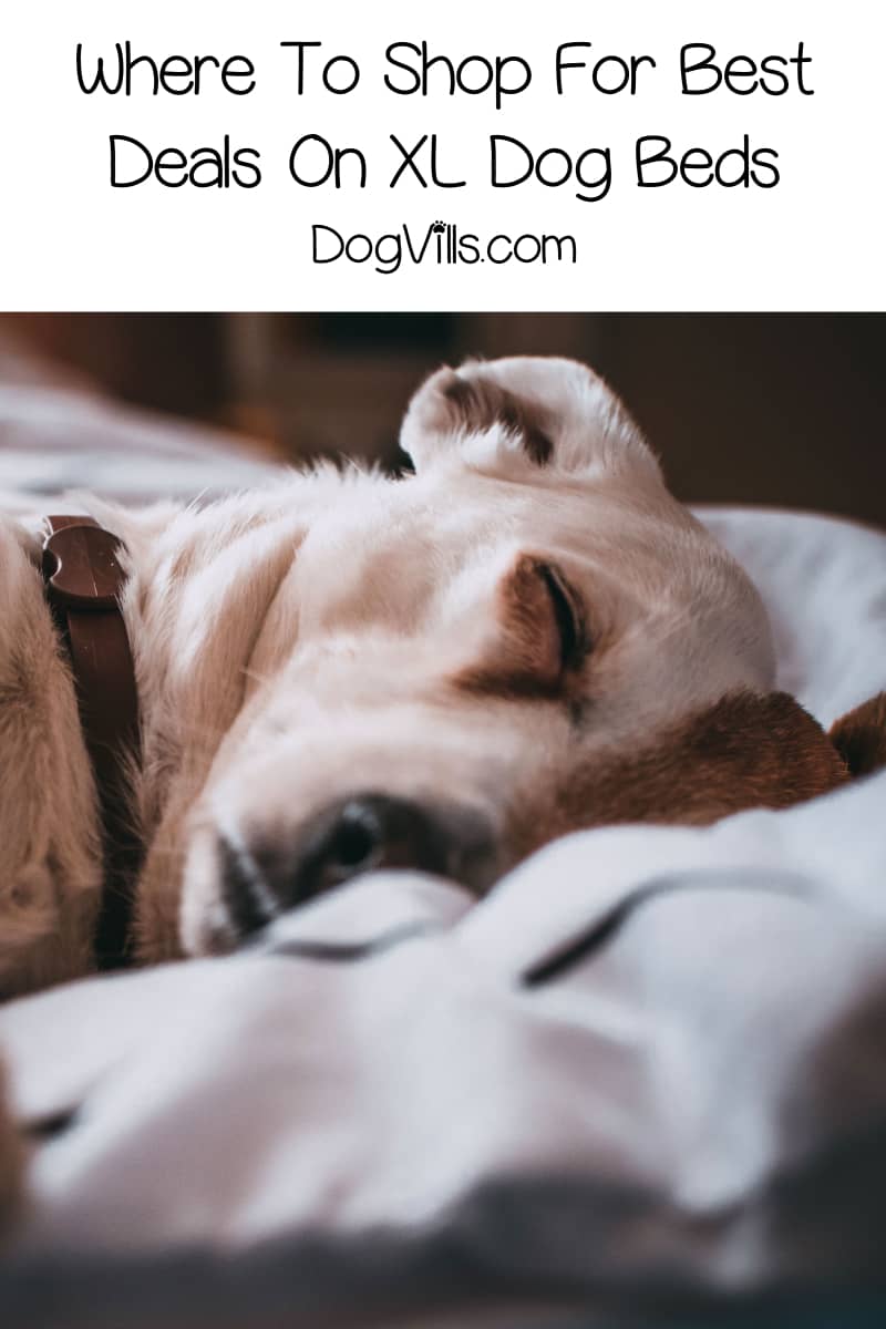 best place to buy cheap dog beds