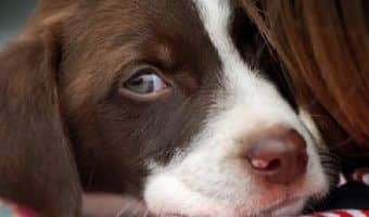 If your pooch freaks out when you leave him alone, check out our tips to prevent separation anxiety in your puppy to help ease his fears!