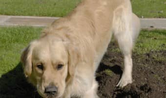 Dog training tips to stop your dog from digging