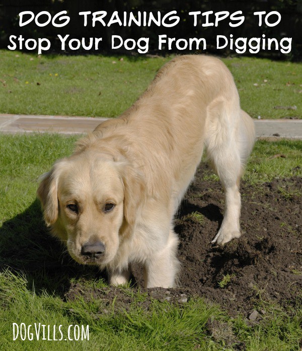 Dog training tips to stop your dog from digging