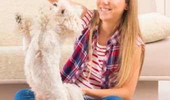 Dog training tips for apartment dwellers: Here are some great Dog Training Tips For Apartment Dwellers. If you are considering a move to an apartment with an existing dog, or perhaps already live in an apartment but are considering a dog adoption, these will be important to consider.