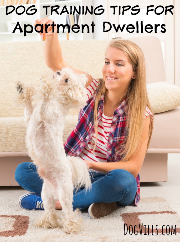 Dog training tips for apartment dwellers: Here are some great Dog Training Tips For Apartment Dwellers. If you are considering a move to an apartment with an existing dog, or perhaps already live in an apartment but are considering a dog adoption, these will be important to consider.