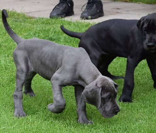 best big family dogs