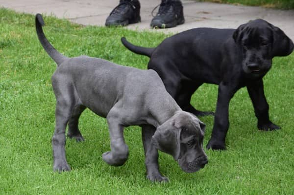 dogs for kids with anxiety