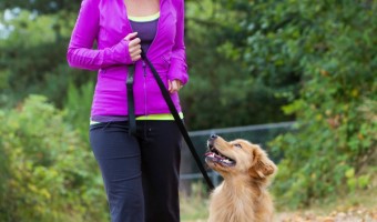 Whether you have a new puppy, or a dog you've had for years, training them is a important part of good behavior and comfort in your home. We have pulled together some dog training tips to the question Is Reward Training Right For Your Dog?