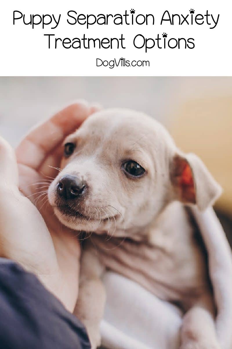 Tips To Prevent Separation Anxiety In Your Puppy Dog Vills