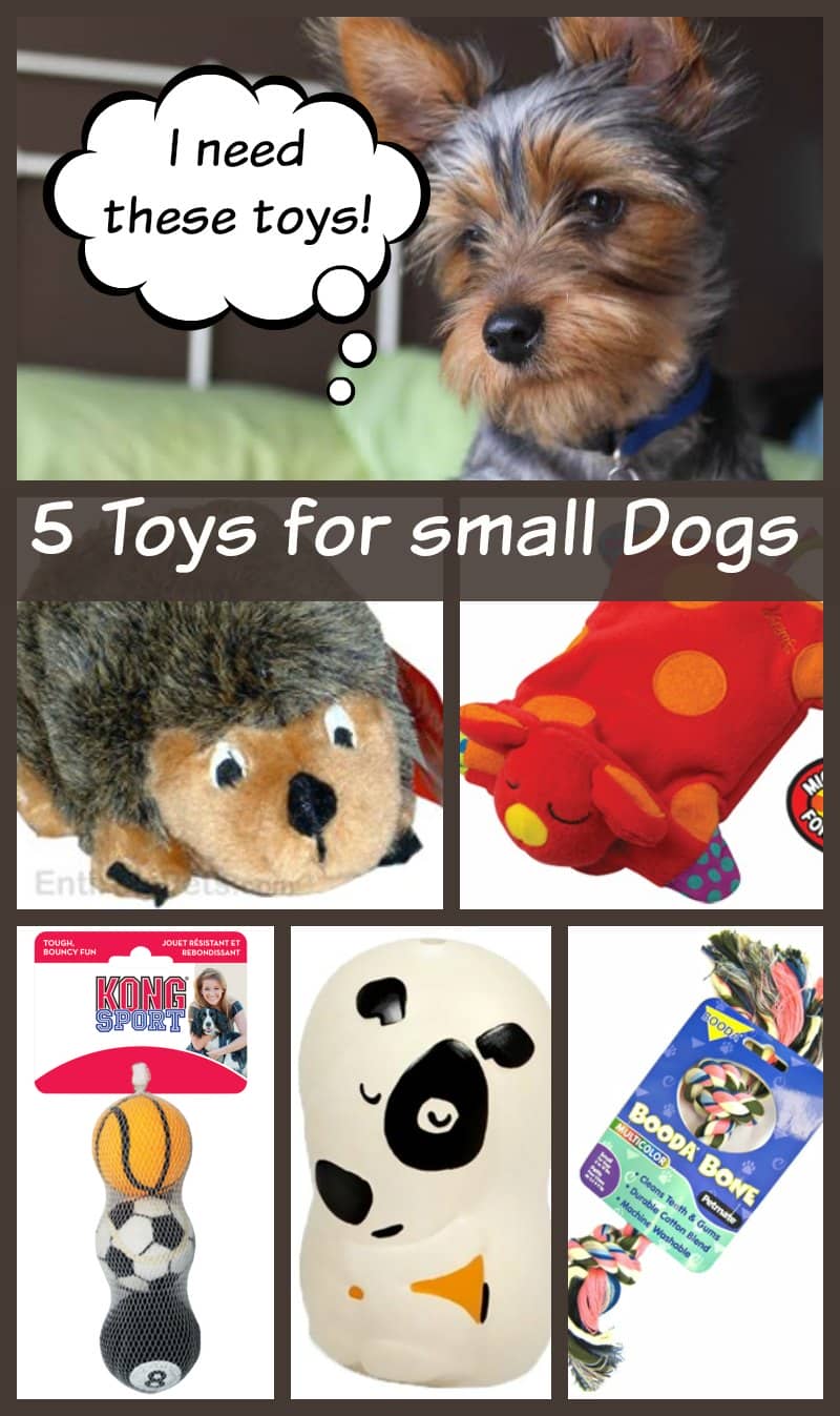 5 Small Dog Toys Your Dog Can't Live Without Dog Vills