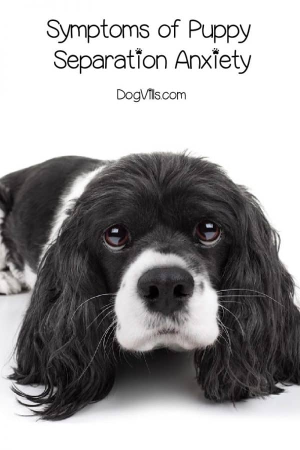 Tips To Prevent Separation Anxiety In Your Puppy Dog Vills