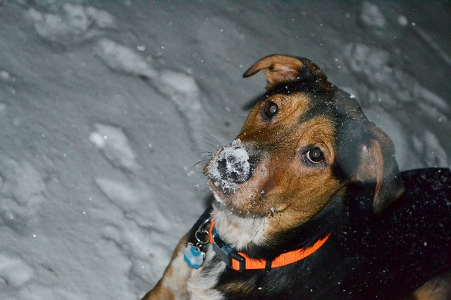 Winter concerns dog safety tips
