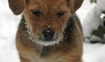 Cold weather is tough on our animal companions! Check out these winter concerns for your dog that you may not have considered. Following these important dog safety tips will keep your best friend safe all season long.