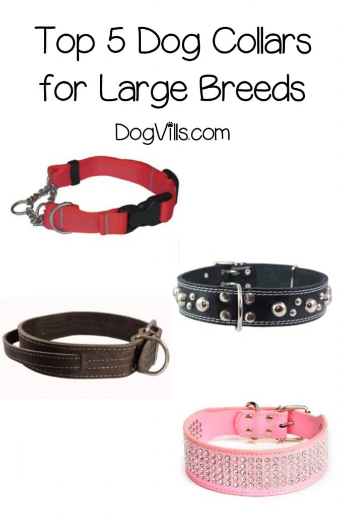 5 Best Dog Collars For Large Dogs DogVills