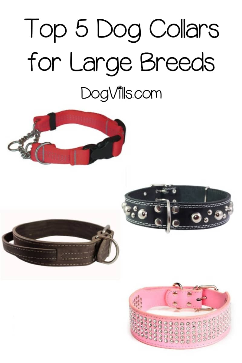 5 Best Dog Collars For Large Dogs DogVills