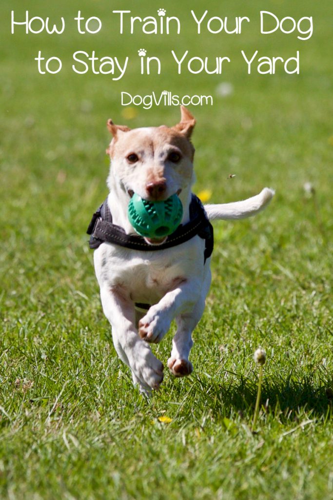 Dog Training Tips Training your Dog to Stay in the Yard