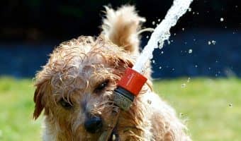 5 Best Interactive Toys For Puppies (2)