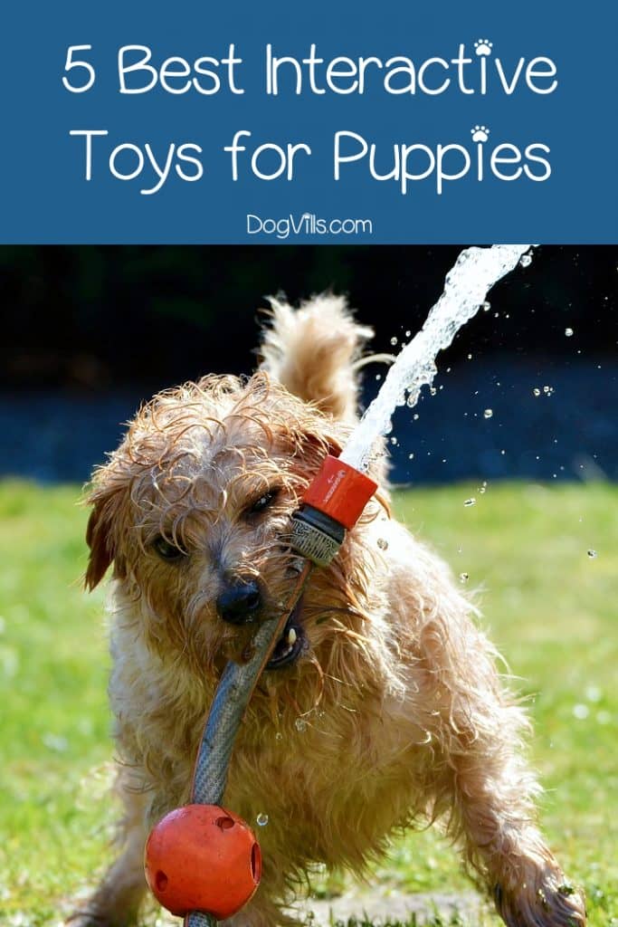 The Best Interactive Dog Toys For Puppies Dog Vills