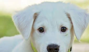 Looking for a cute gift for your new family pet? Check out these darling popular plush toys for puppies!