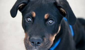 Knowing how to avoid buying from a puppy mill is important when choosing your new family pet. Puppy mills are not just incredibly cruel, but also potentially dangerous to your family.