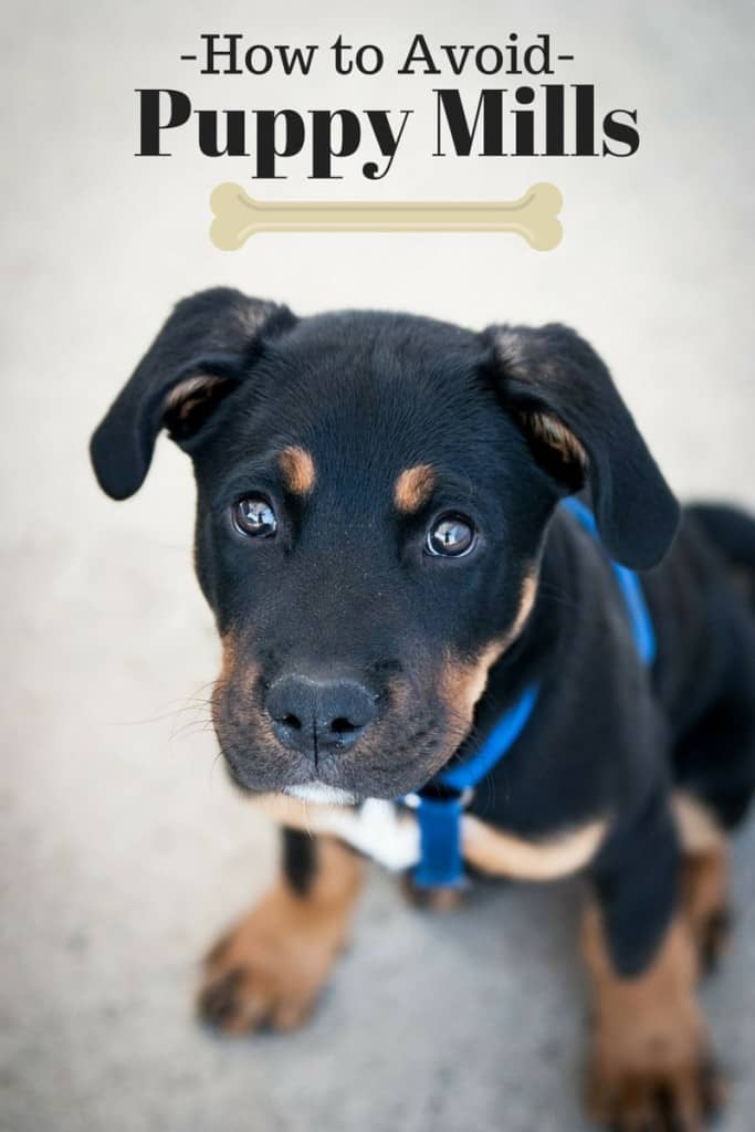 How to Avoid Buying from a Puppy Mill DogVills