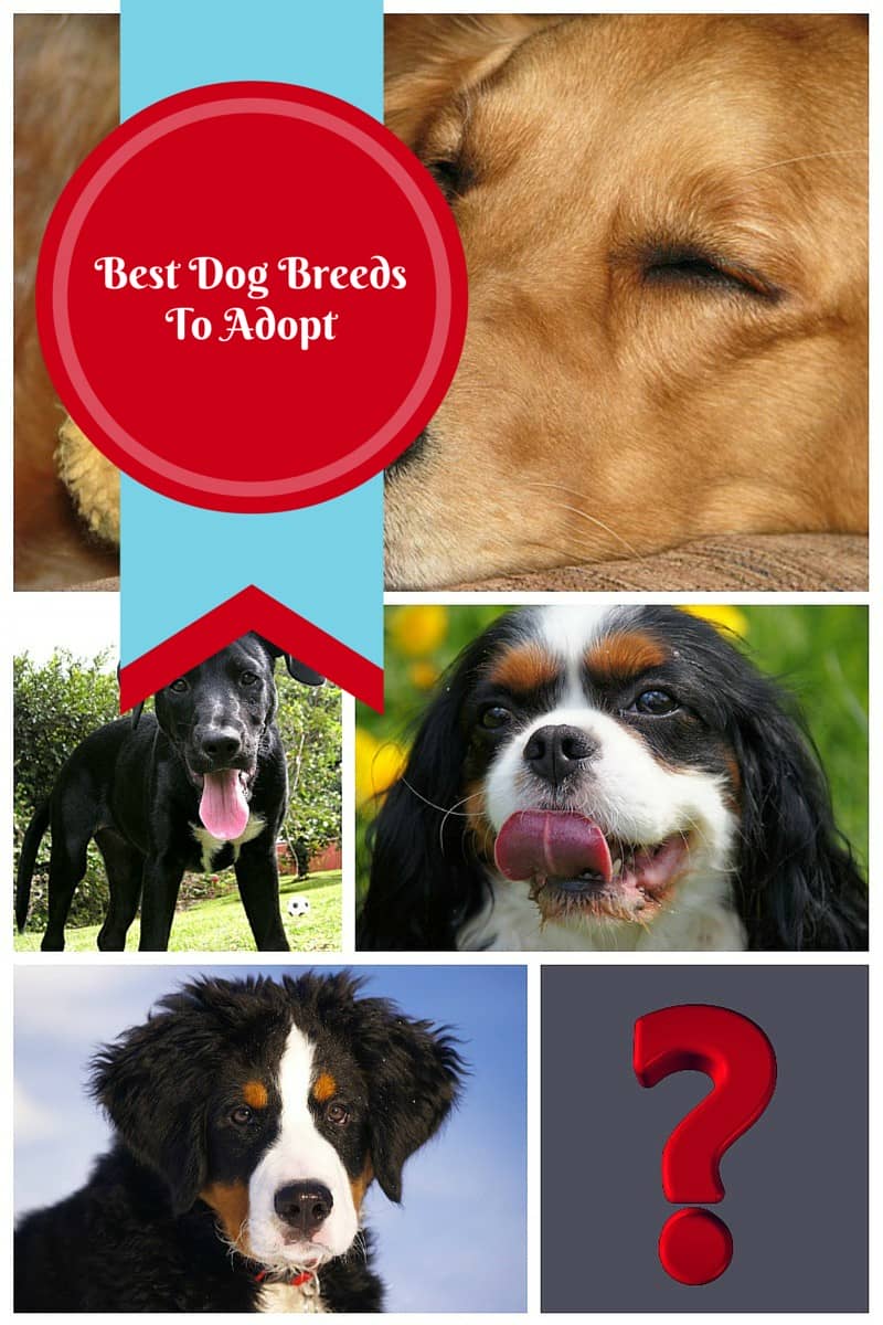 Best Dog Breeds to Adopt for Your Lifestyle