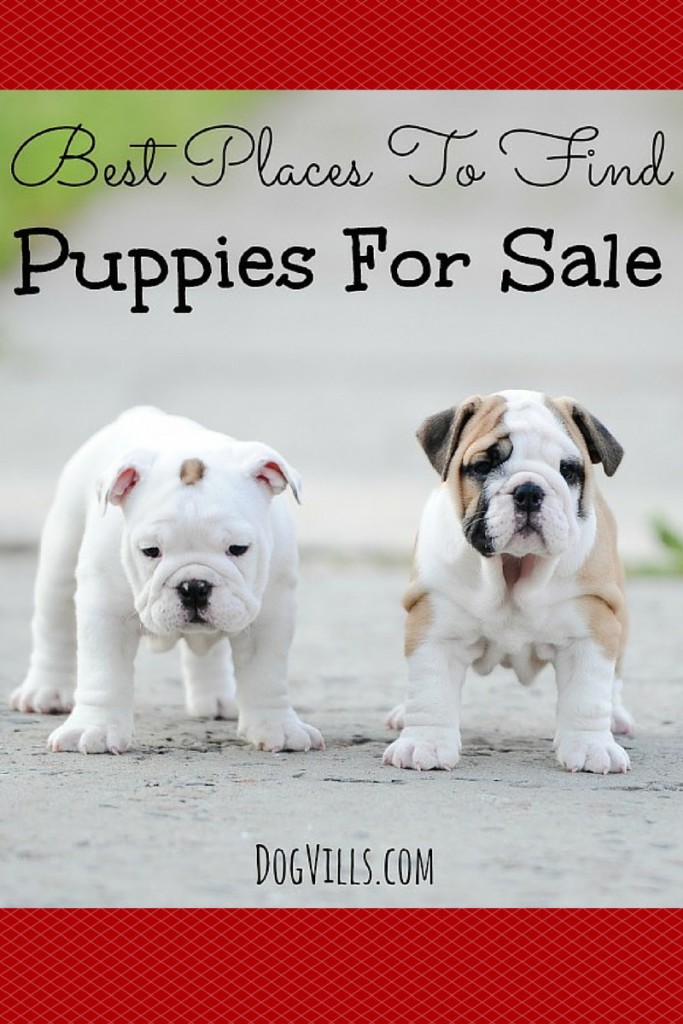 best place to find puppies for sale
